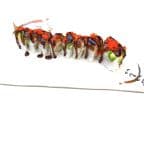 Best White Dragon roll in Lynchburg, VA